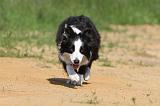 BORDER COLLIE 562